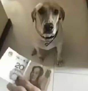 狗庄他爹